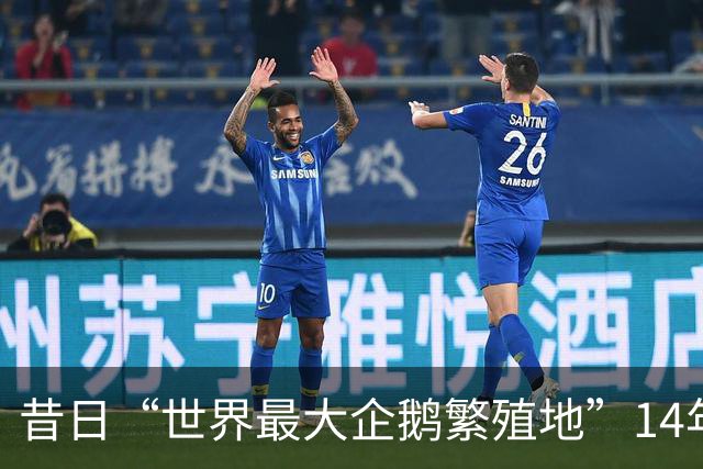 昔日“世界最大企鹅繁殖地”14年间失去超50万只帽带企鹅，总数锐减63%